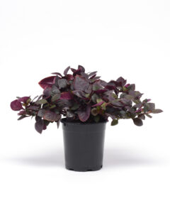 Alternanthera brasiliana Purple Prince