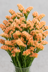 Limonium (Statice) sinuatum QIS® Albaricoque