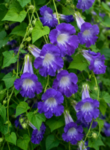Asarina Scandens